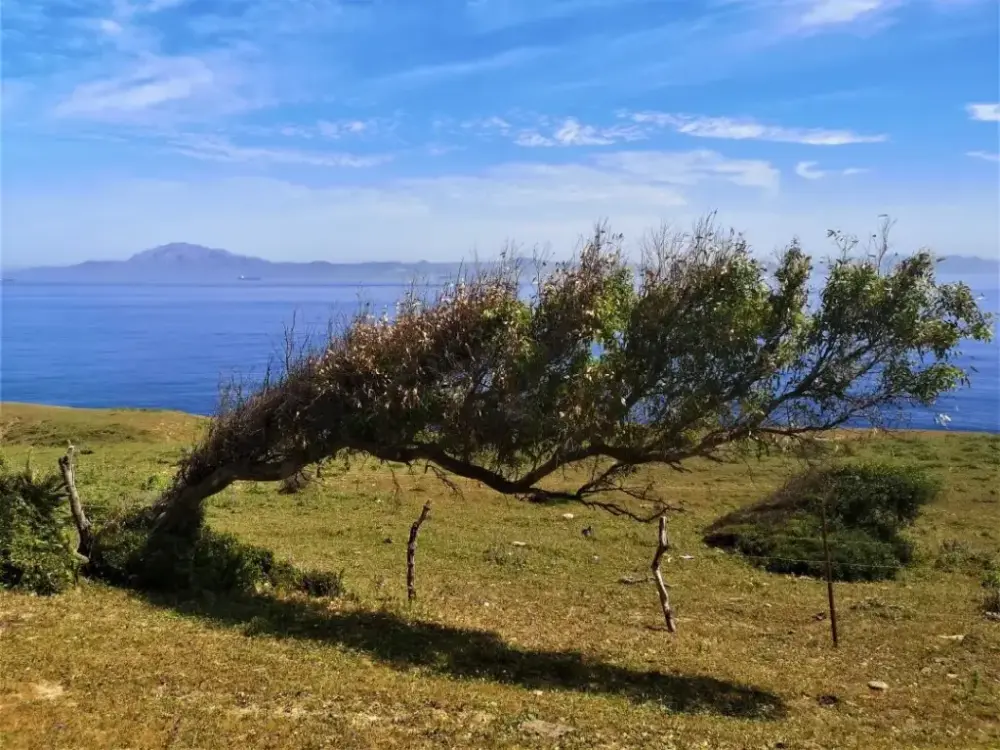Árbol crecido inclinado por el viento de Levante, con el mar y Djebel Muza al fondo, mostrando cómo el viento moldea su forma