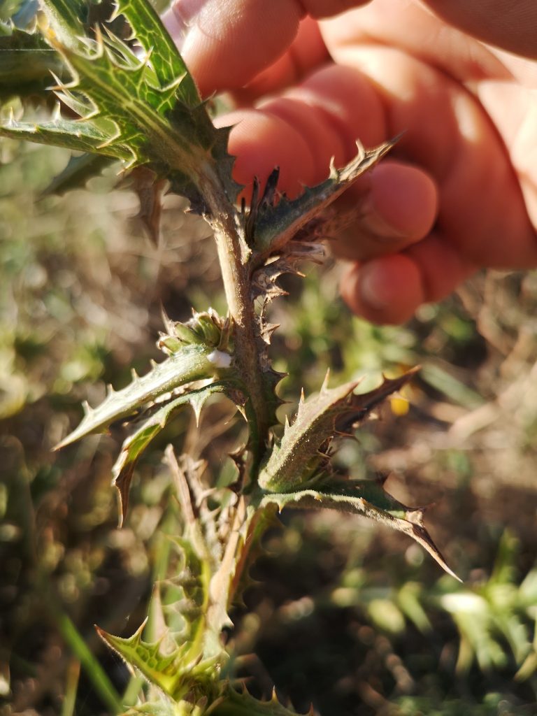 Tallo floral leñoso de Tagarnina tras la floración, mostrando el proceso natural de secado y maduración de la planta