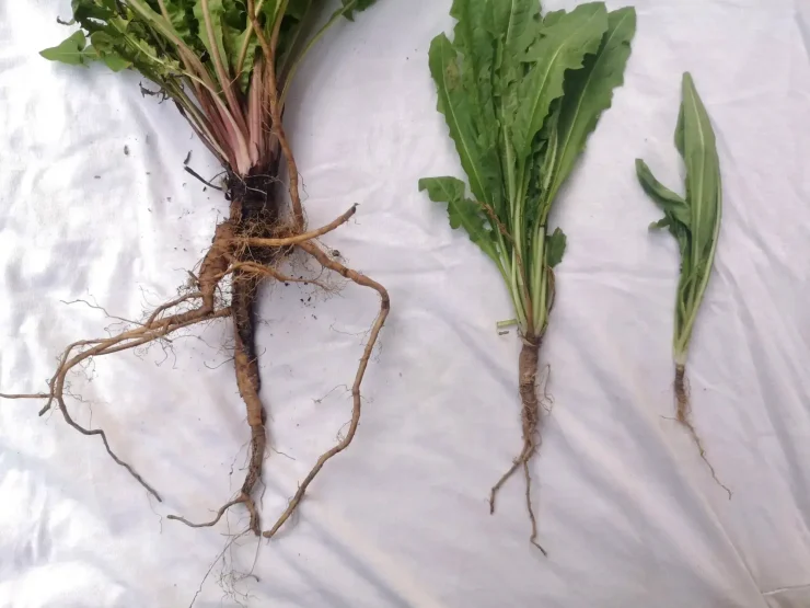 Raíces de Diente de León (Taraxacum Officimales) de tres plantas de tamaño diferente.