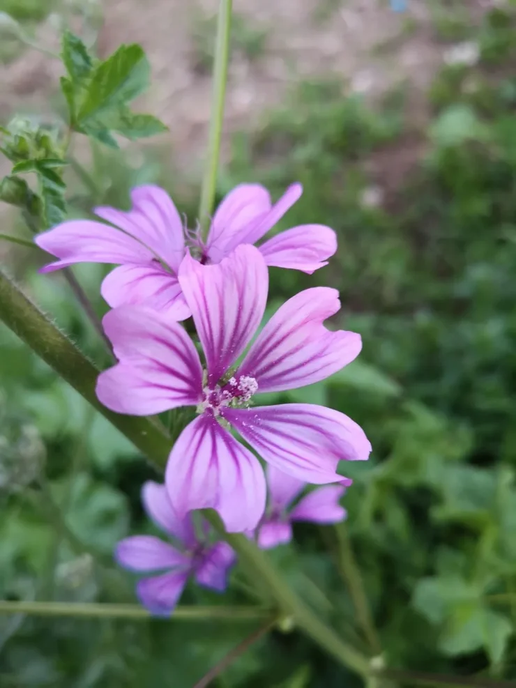 Primer plano de dos flores de malva abiertas, destacando sus colores suaves y simetría natural perfectamente.