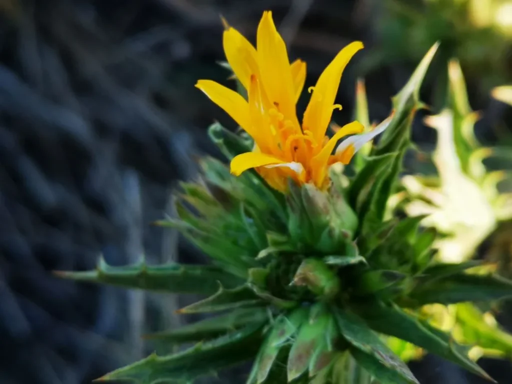 Flor amarilla de Tagarnina con brácteas espinosas, destacando su estructura y el contraste entre pétalos y protección natural