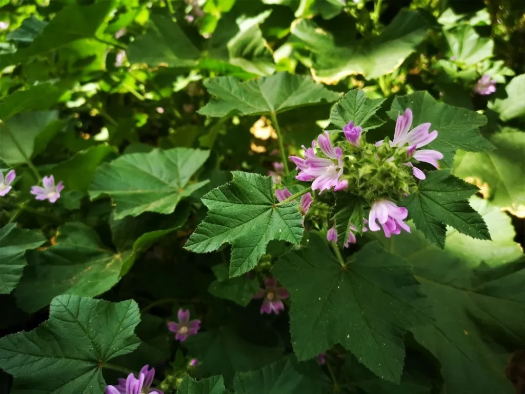 Grupo de flores de malva en diferentes etapas de floración, con tonos rosados que contrastan entre sí.