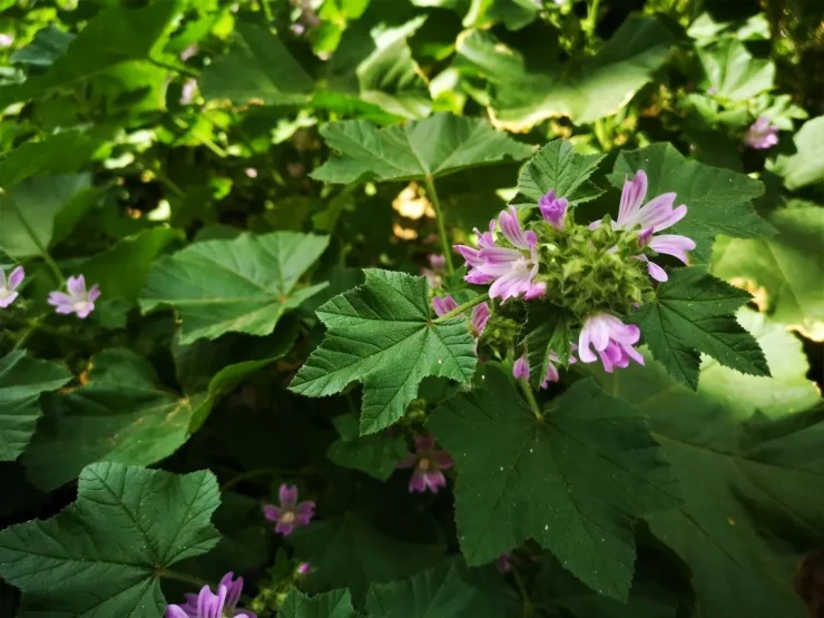 Grupo de flores de malva en diferentes etapas de floración, con tonos rosados que contrastan entre sí.