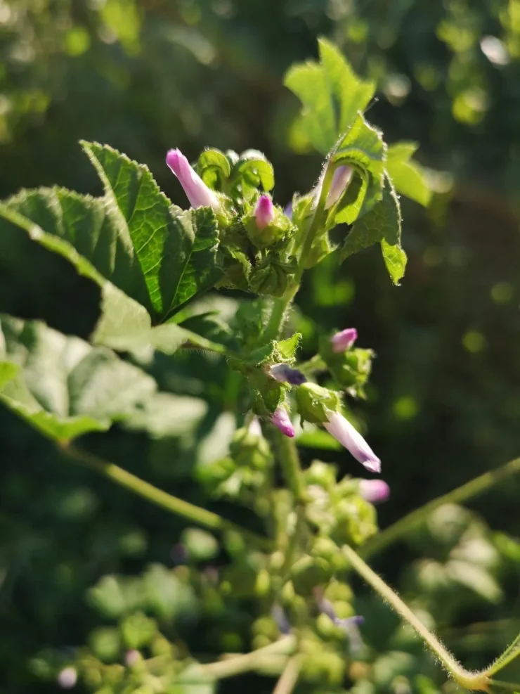 Flores de malva aún cerradas, en fase de desarrollo, mostrando los capullos listos para abrir en breve.