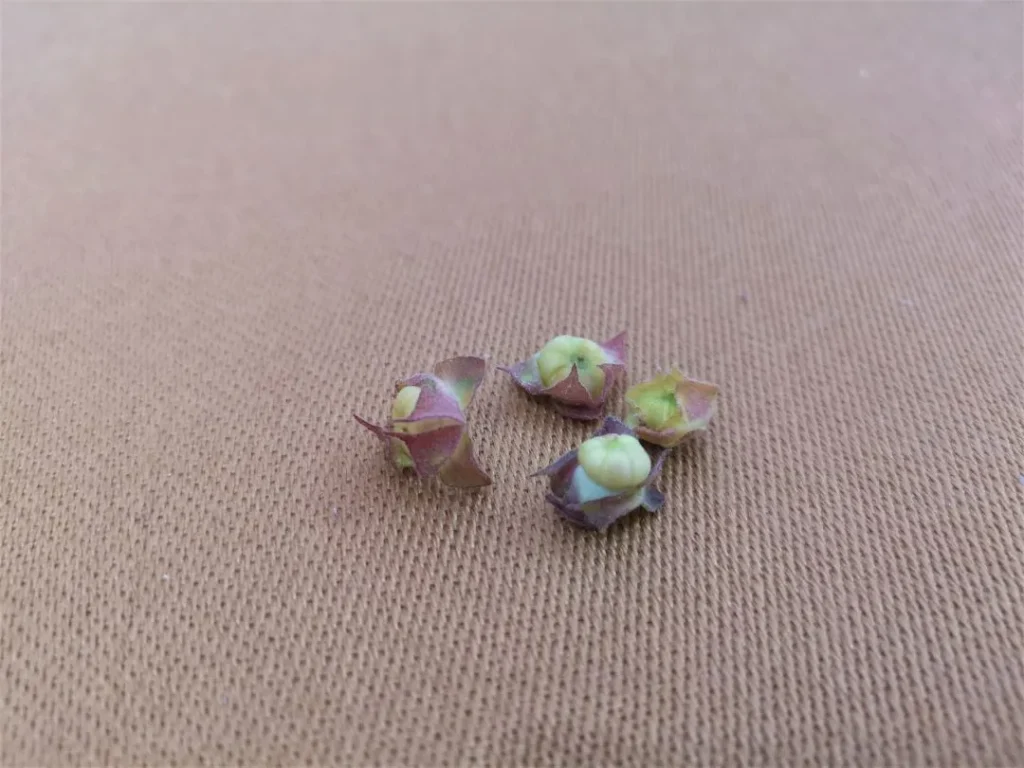 Frutos de malva colocados sobre un mantel claro, resaltando su textura redondeada y color cálido al secarse.