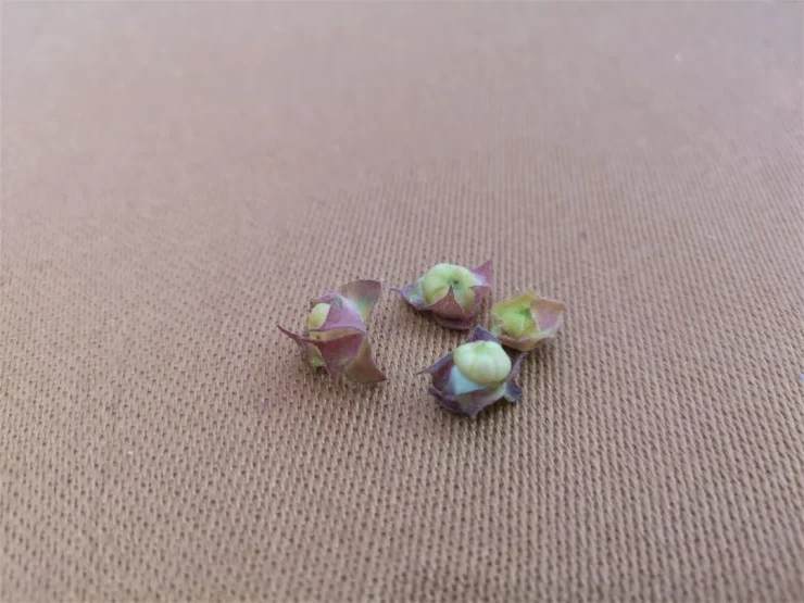 Frutos de malva colocados sobre un mantel claro, resaltando su textura redondeada y color cálido al secarse.