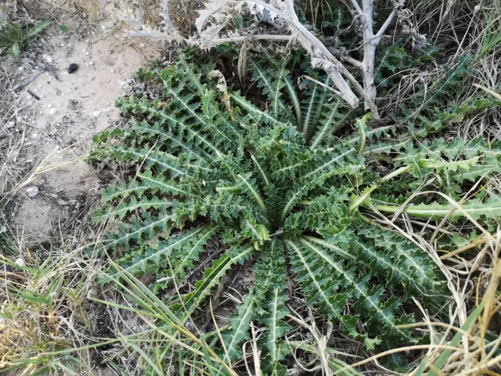 Planta grande de Tagarnina en su entorno natural, con tallos erguidos, hojas espinosas y una estructura adaptada al clima seco.