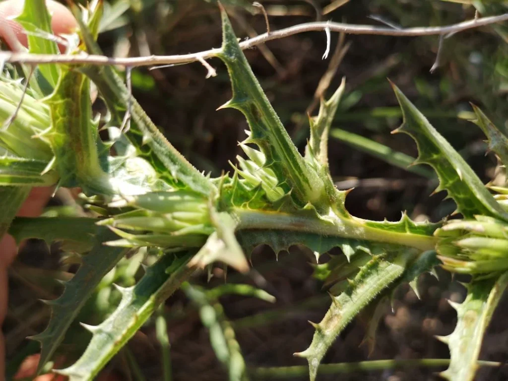Pinchos de las hojas superiores de Tagarnina, mostrando su mecanismo de defensa natural contra herbívoros y depredadores