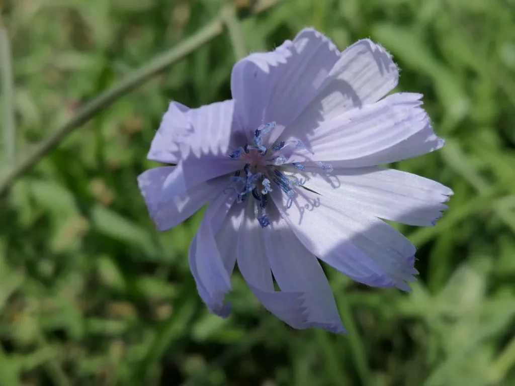 Foto a color de una flor de achicoria (Cichorium intybus). Creative Commons atribución 4.0 internacional