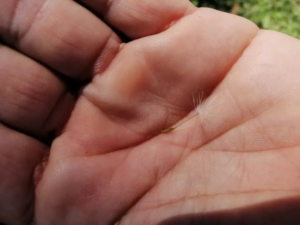 Mano sosteniendo un aquenio de Diente de León (Taraxacum officinale) con su vilano visible, listo para ser dispersado