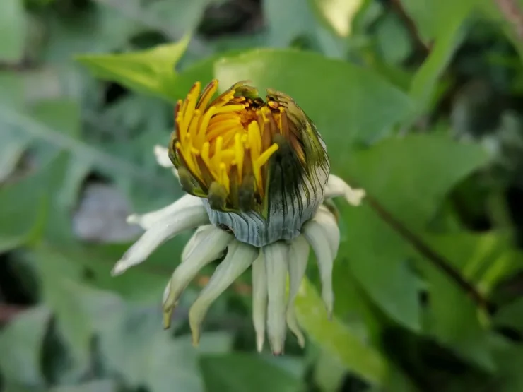 Capullo de Diente de León (Taraxacum officinale) comenzando a florecer, con pétalos amarillos emergiendo