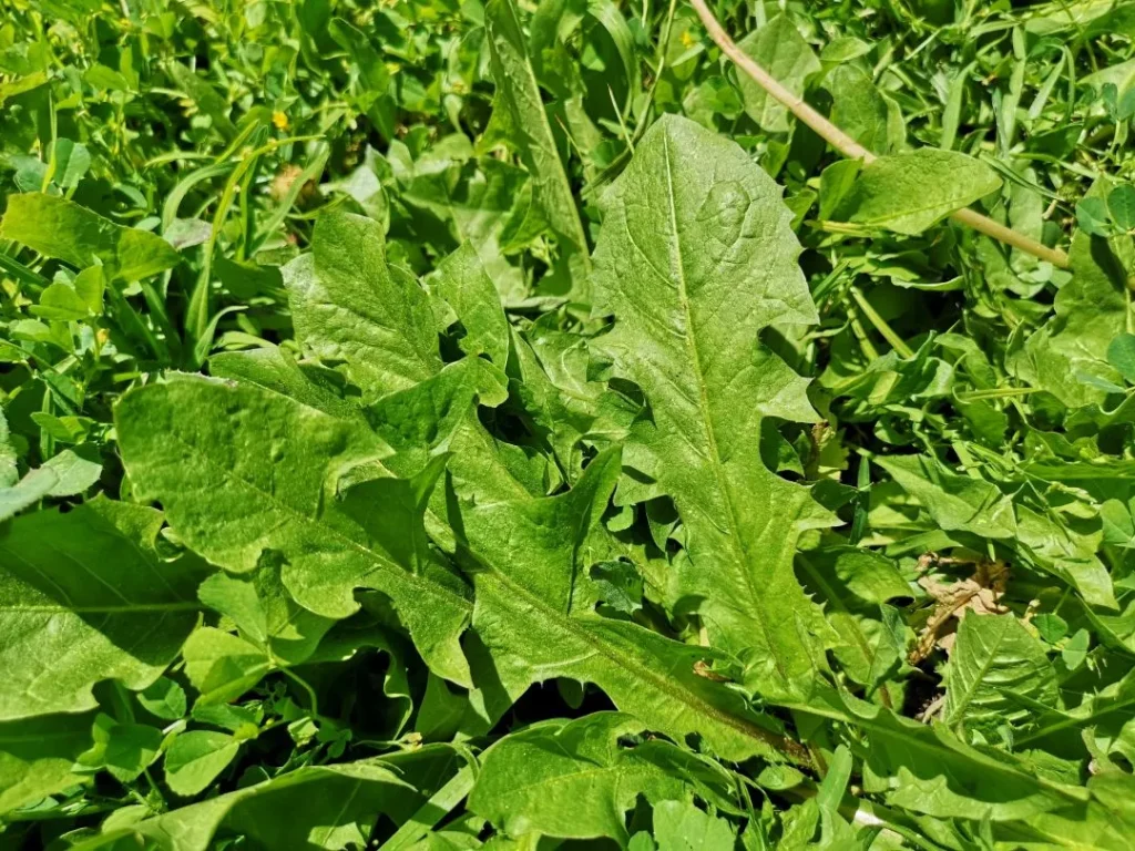 Foto de hoja de cerca y dentada de Diente de León (Taraxacum Officinale). Creative Commons atribución 4.0 internaciona