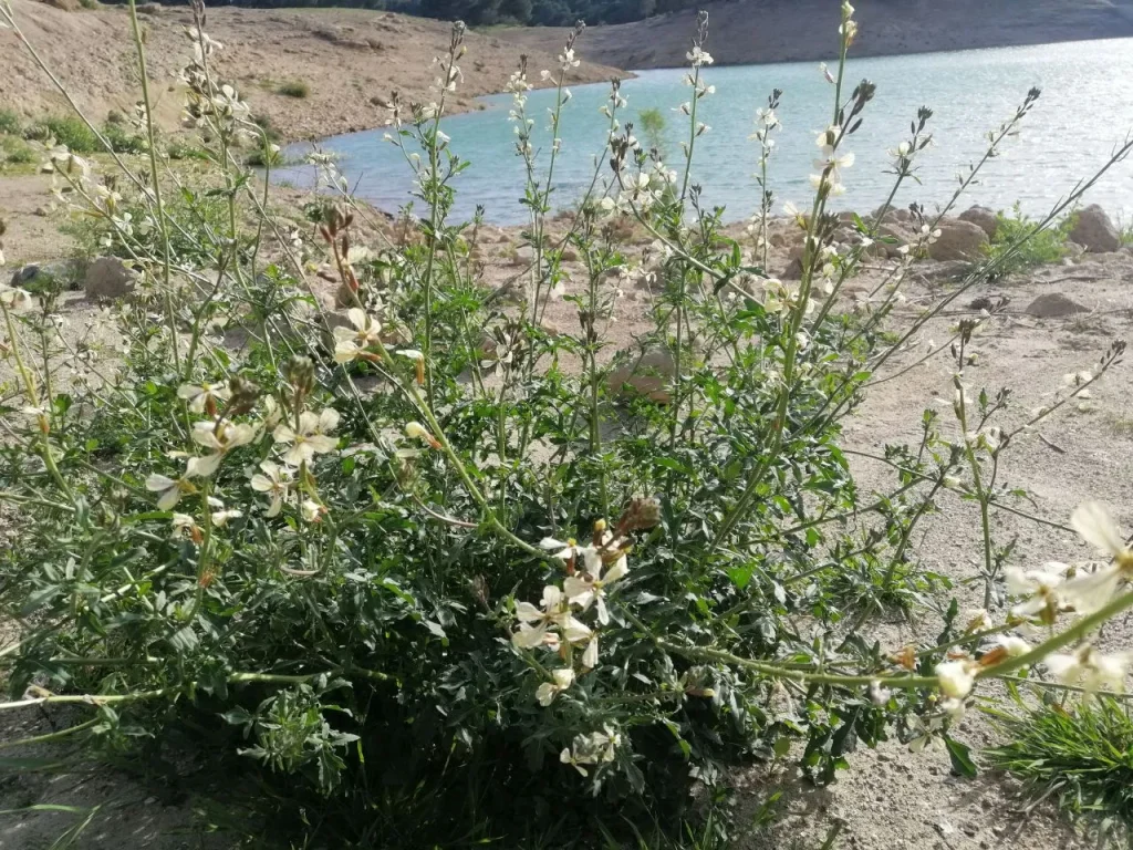 Variedad de Rábano silvestre creciendo a orilla del Embalse del Chorro