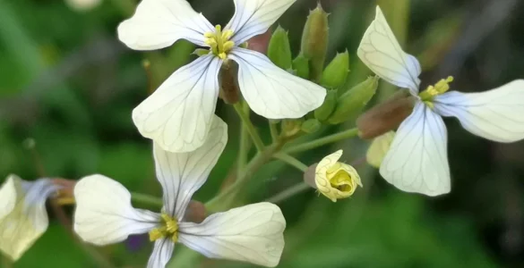 Primer plano de una flor de Rábano Silvestre o Rabaniza (Raphanus Raphanistrum)