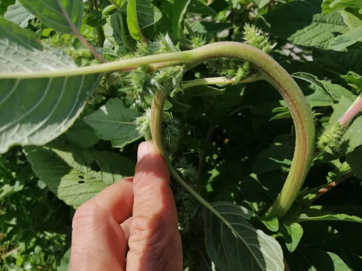 Primer plano del tallo de un bledo adulto (Amaranthus retroflexus). Autor: Viaje a Edén.