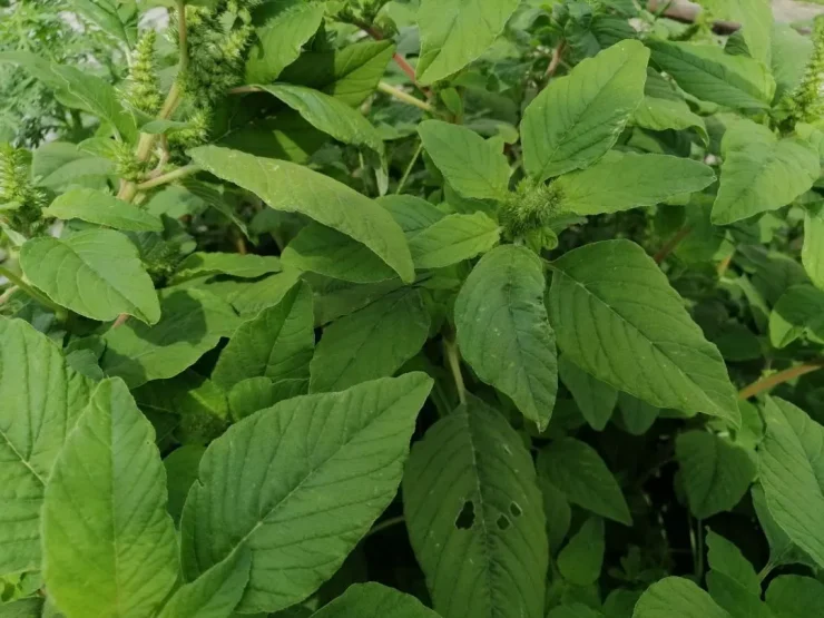 Hojas jóvenes de bledo (Amaranthus retroflexus). Autor: Viaje a Edén.