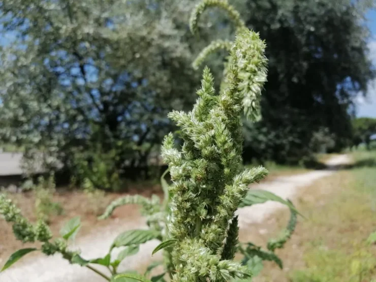 Bledo o amaranto en floración (Amaranthus retroflexus). Autor: Viaje a Edén.