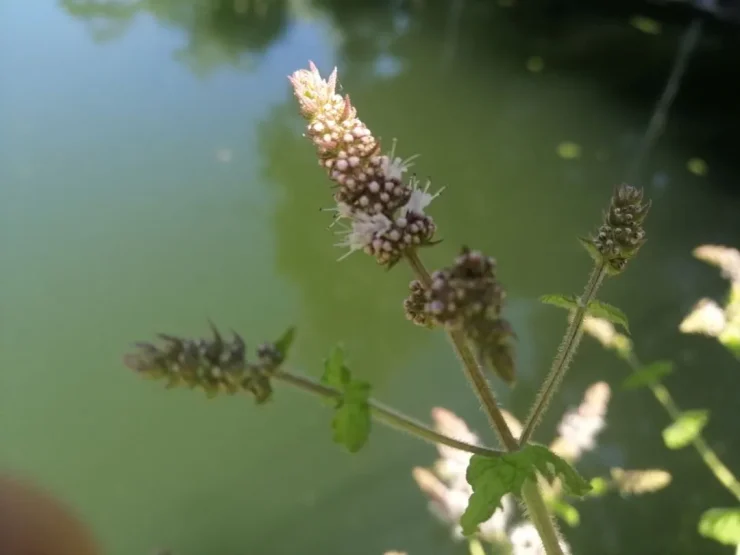Pistilos de una flor una planta de hierbabuena con el río de fondo. Se pueden ver ya algunas semillas de color marrón.