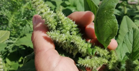 Espiga de bledo (Amaranthus retroflexus). Autor: Viaje a Edén.