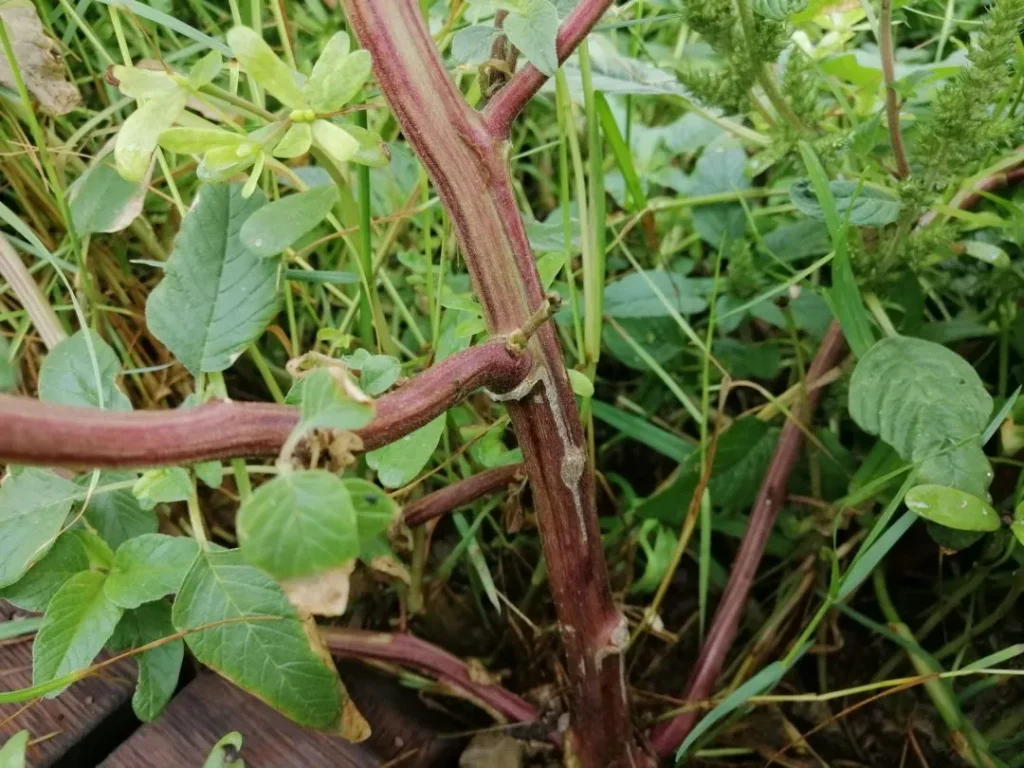 Foto color. Tallo de una planta adulta de Bledo o Amaranto, Amaranthus retroflexus. Autor: Viaje a Edén