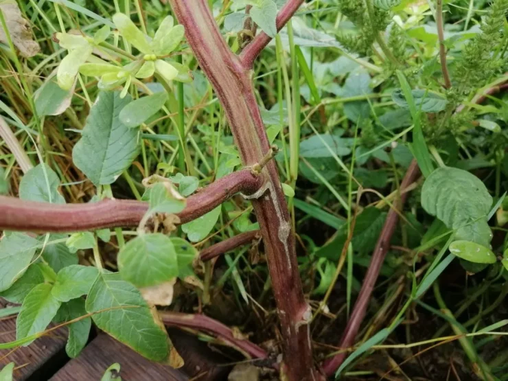 Foto color. Tallo de una planta adulta de Bledo o Amaranto, Amaranthus retroflexus. Autor: Viaje a Edén