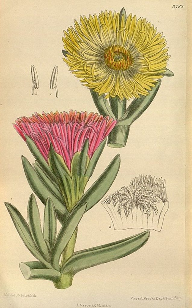 Dibujo científico de la Uña de Gato o Carpobrotus Edulis. Se pueden ver su raíz, tallo, hojas, flores y frutos.
