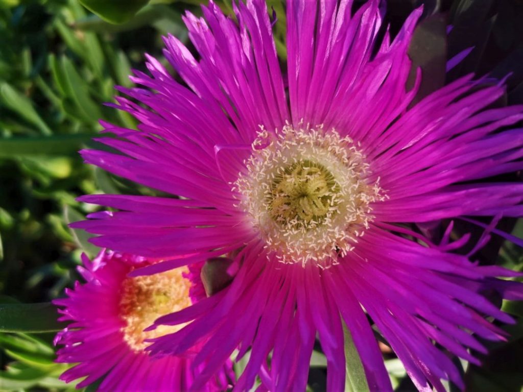 Foto de flor de una planta de Uña de Gato (Carpobrotus Edulis). Creative Commons atribución 4.0 internacional