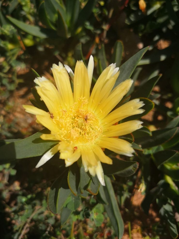 Foto de flor amarilla de una planta de Uña de Gato (Carpobrotus Edulis). Creative Commons atribución 4.0 internacional