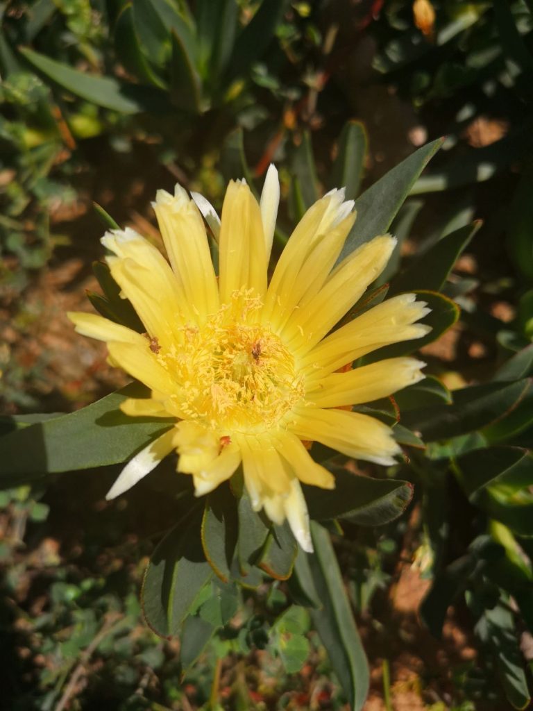Foto de flor amarilla de una planta de Uña de Gato (Carpobrotus Edulis). Creative Commons atribución 4.0 internacional