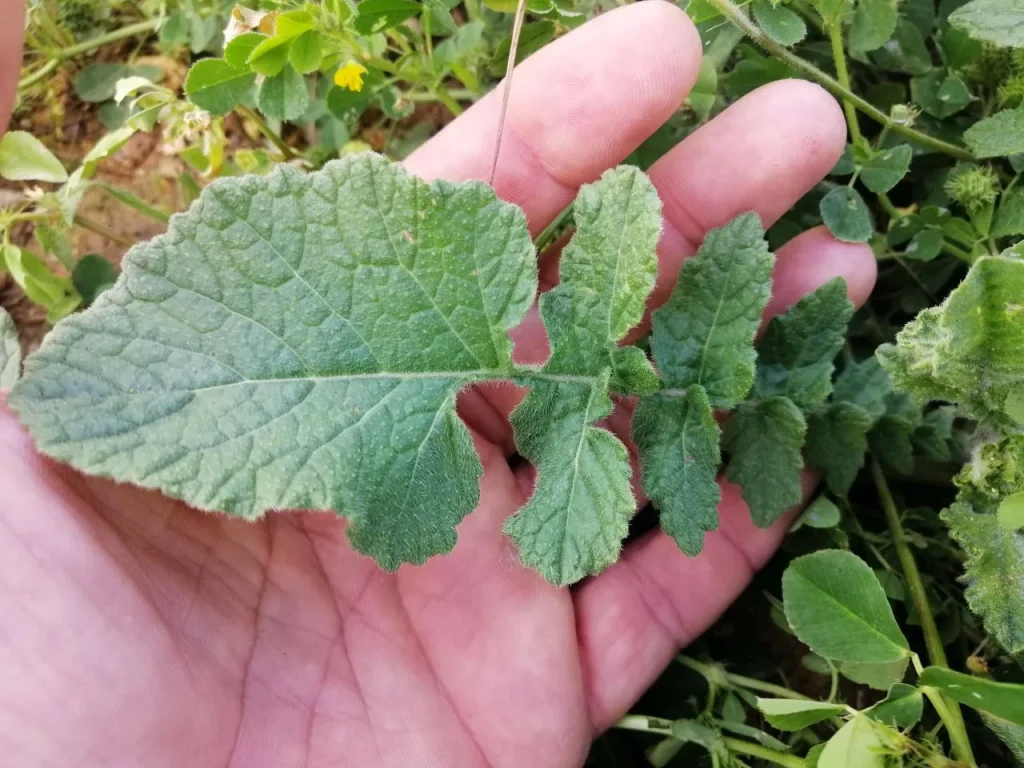 Hoja de Rabaniza o Rábano Silvestre (Raphanus Raphanistrum)