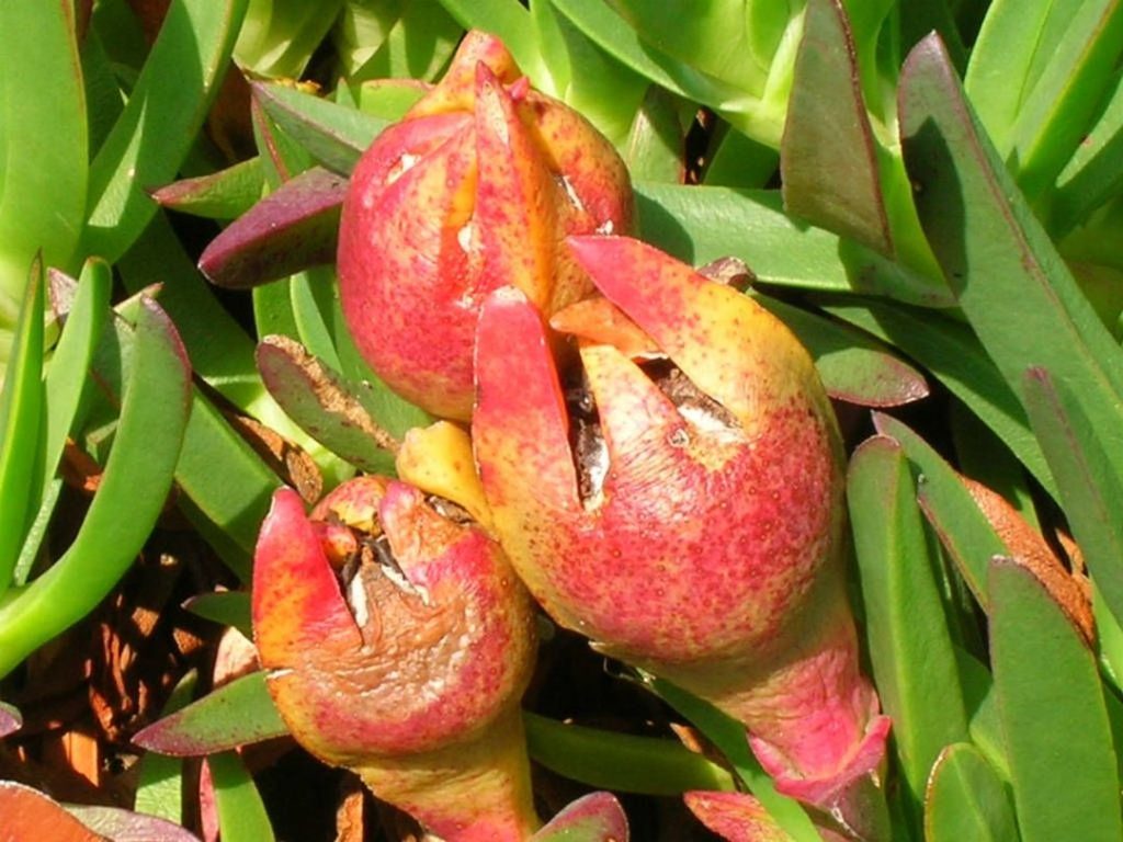 Foto de Higos del Cabo, Son los frutos de la Uña de Gato.