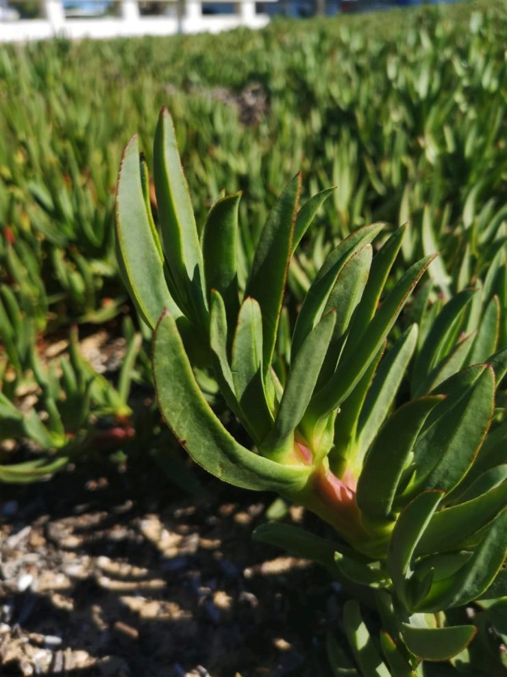 Foto de Hojas de una planta de Uña de Gato (Carpobrotus Edulis). Creative Commons atribución 4.0 internacional