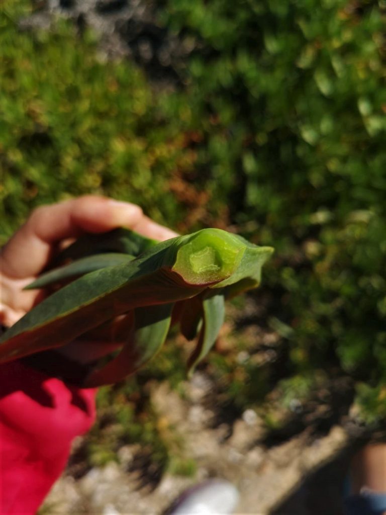 Foto de un tallo de Uña de Gato (Carpobrotus Edulis) cortado y se puede ver su interior. Creative Commons atribución 4.0 internacional