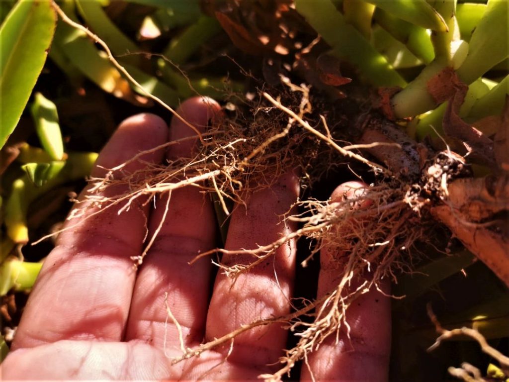 Foto de mano sosteniendo unas raíces de Uña de Gato (Carpobrotus Edulis). Creative Commons atribución 4.0 internacional