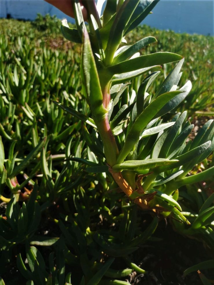 Foto de tallo de Uña de Gato (Carpobrotus Edulis). Creative Commons atribución 4.0 internacional