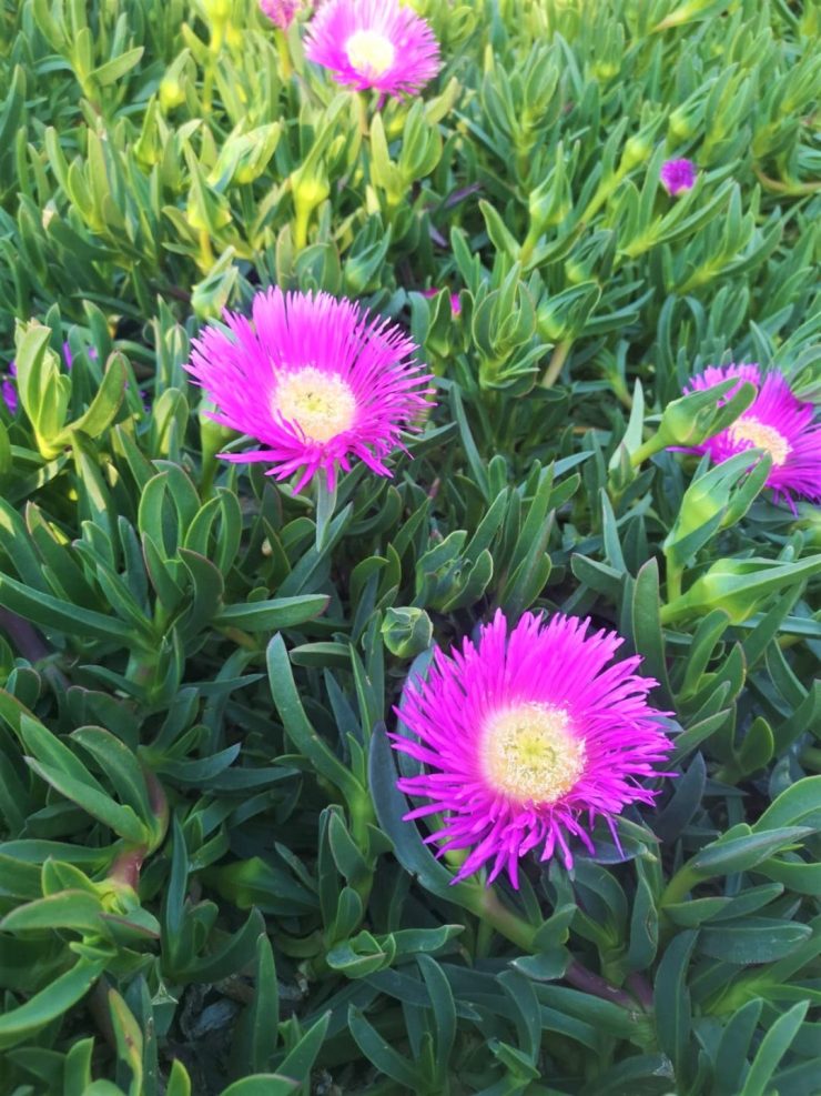 Foto de varias flor de una planta de Uña de Gato (Carpobrotus Edulis). Creative Commons atribución 4.0 internacional