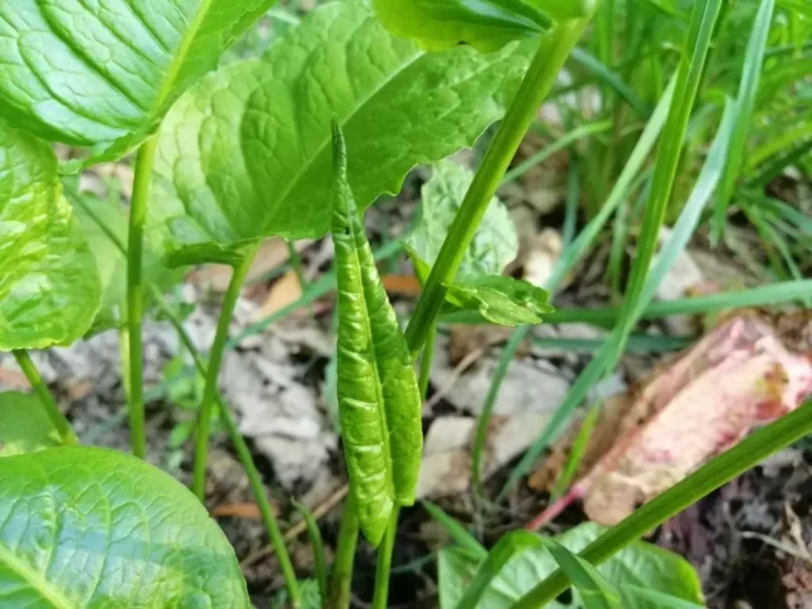 Foto en color de una hoja basal recién despuntada de acedera