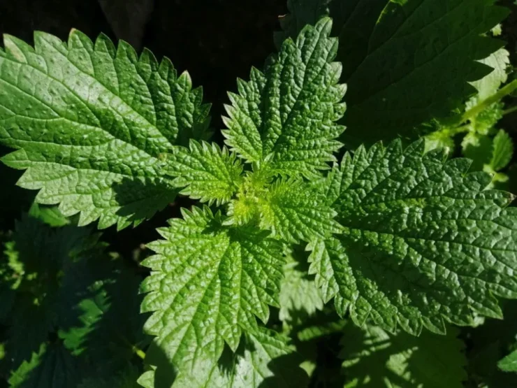 Vista zenital de hojas de Ortiga (Urtica Dioica)