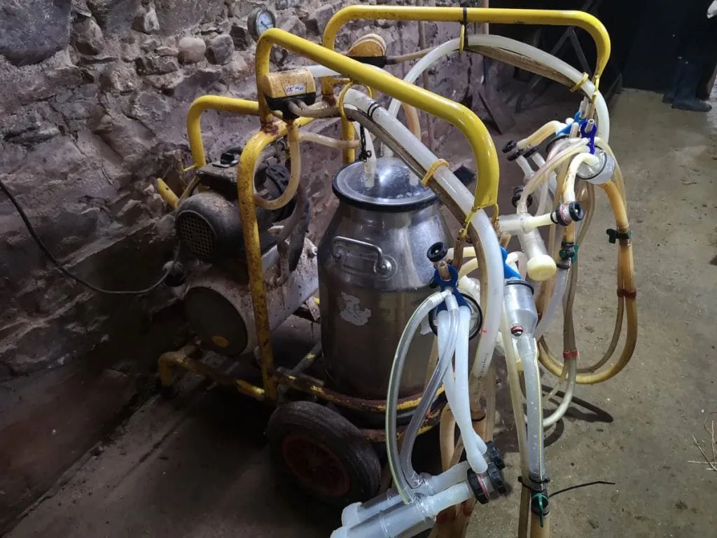 Máquina de ordeño equipada con succionadores diseñada específicamente para el ordeño de ovejas en la producción de leche de oveja.