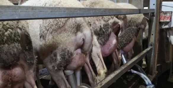 Proceso de ordeño de ovejas con máquina de ordeño en una granja, destacando la producción de leche ovina eficiente y moderna.