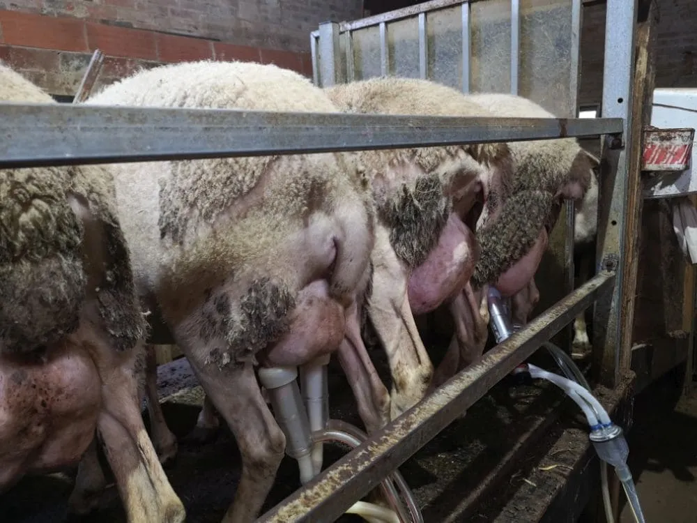 Proceso de ordeño de ovejas con máquina de ordeño en una granja, destacando la producción de leche ovina eficiente y moderna.