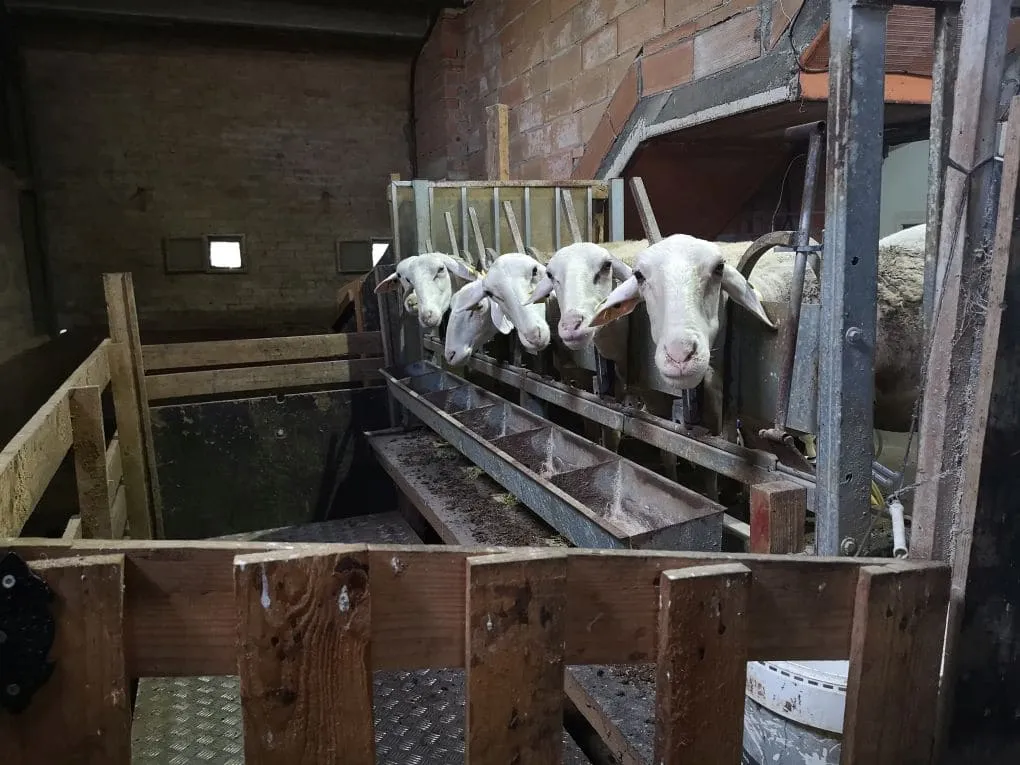 Foto a color deOvejas en la sala de ordeño, preparadas para el proceso de extracción de leche en una granja lechera. Autor: Viaje a Edén