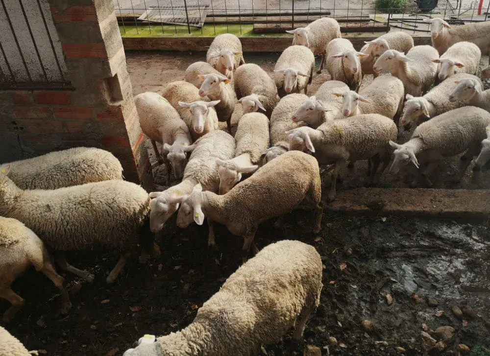 Rebaño de ovejas lecheras caminando hacia el corral en una pequeña granja lechera en Gerona. Autor: Viaje a Edén