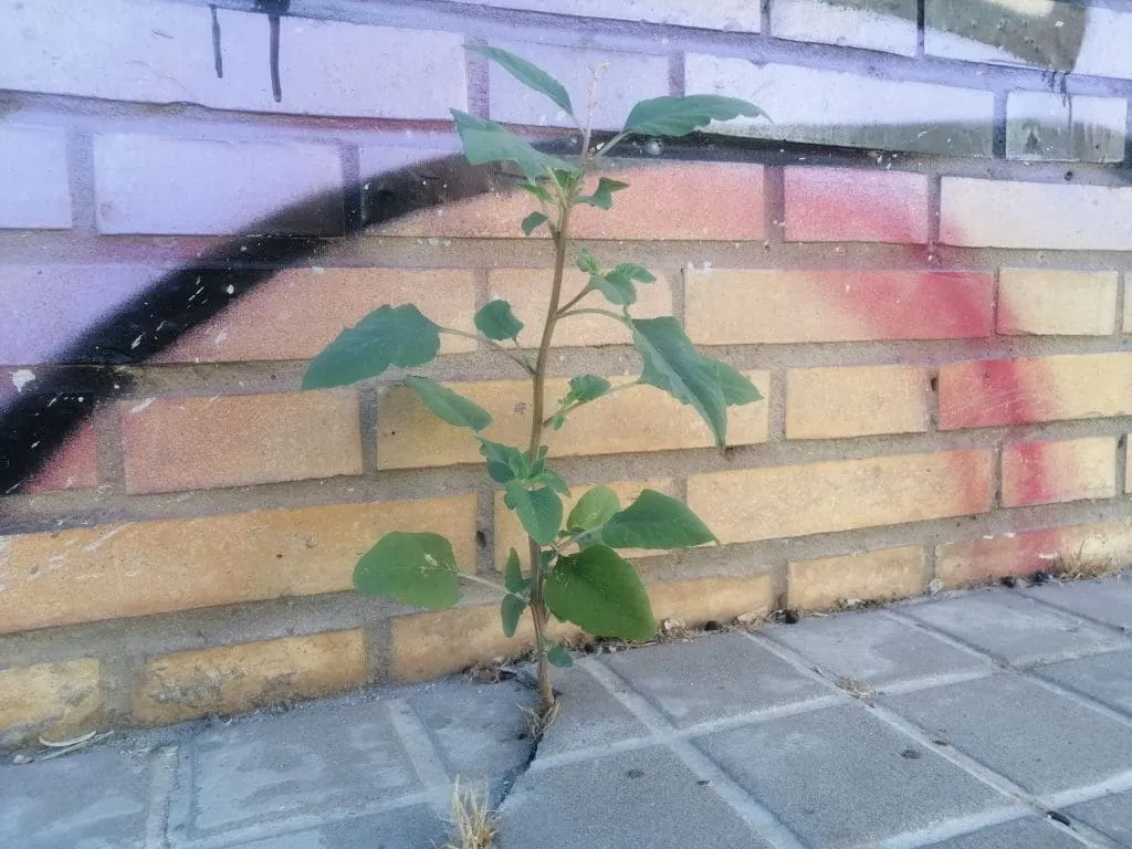 Ejemplar de bledo creciendo en una acera de Sevilla. Autor: Viaje a Edén.