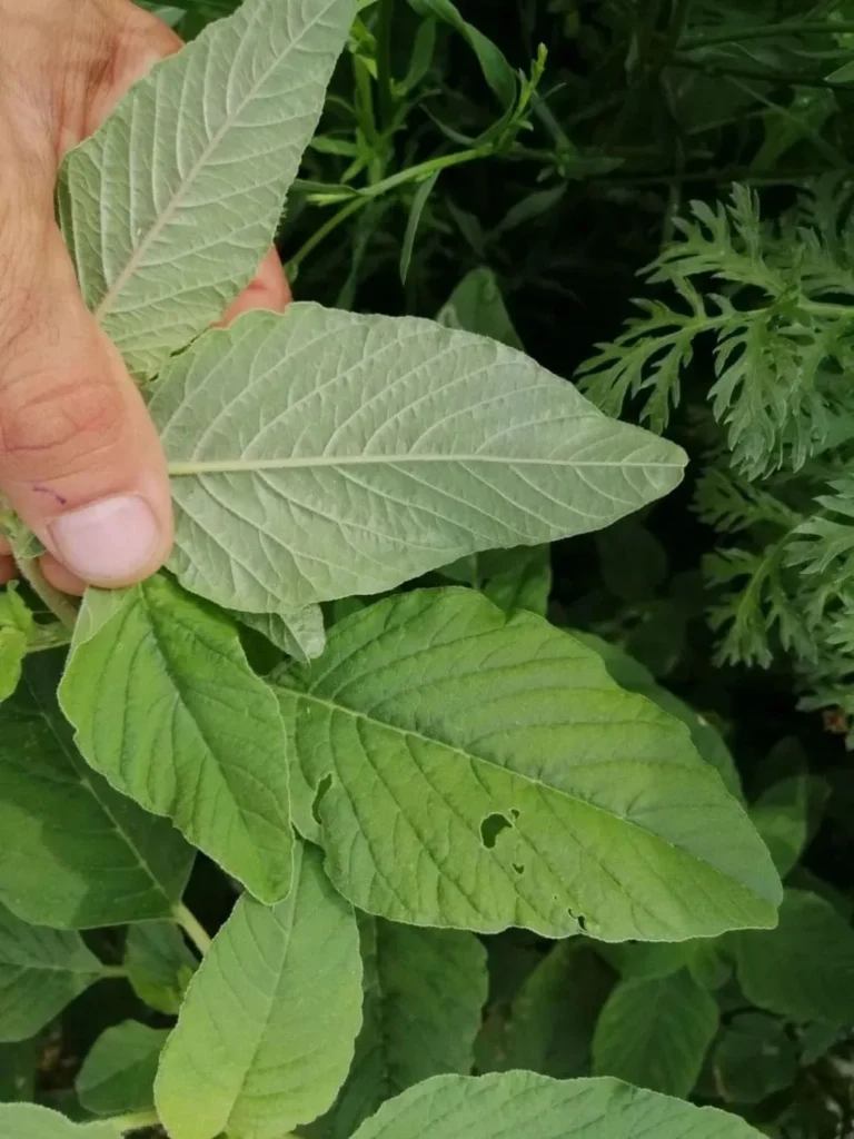 Revés de una hoja de bledo o amaranto (Amaranthus retroflexus). Autor: Viaje a Edén.