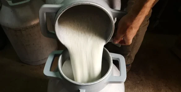 Ganadero de ovejas transfiriendo leche entre lecheras en una pequeña explotación, destacando la producción artesanal. Autor: Viaje a Edén