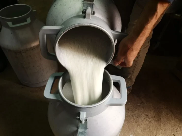Ganadero de ovejas transfiriendo leche entre lecheras en una pequeña explotación, destacando la producción artesanal. Autor: Viaje a Edén