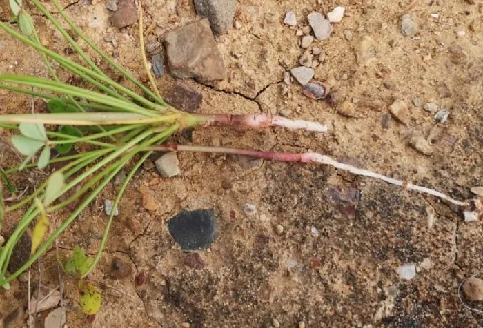 Raíz de vinagrito, es un rizoma blanco con tonos rojizos sobre fondo de tierra. Autor: Viaje a Edén.