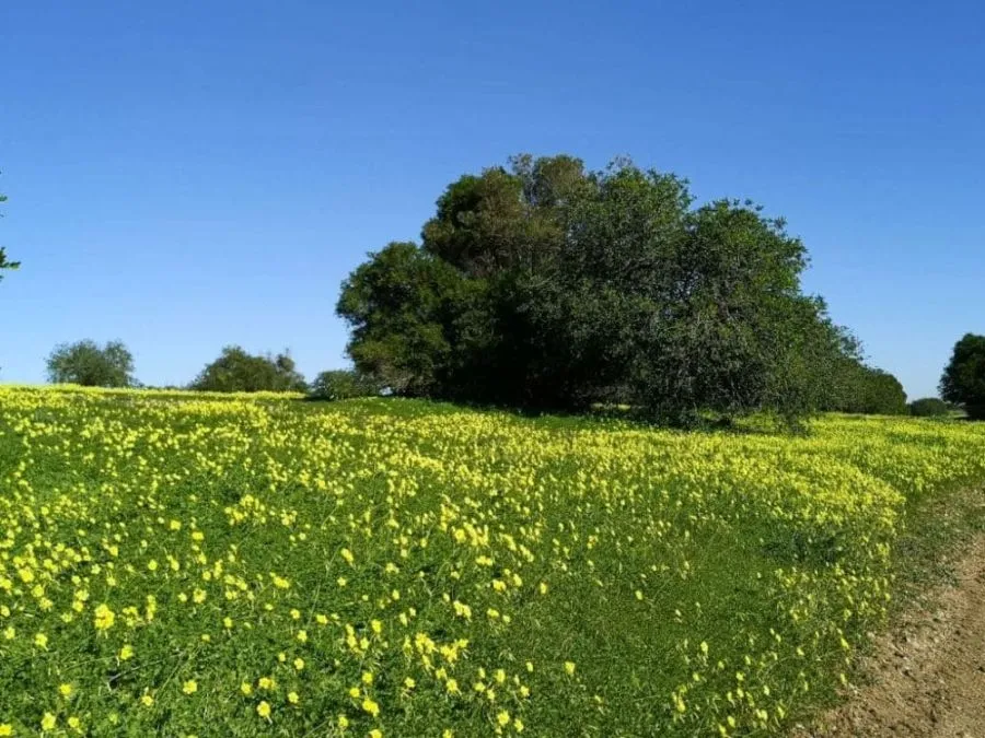Campo cubierto de flores amarillas de "vinagrillo" (Oxalis pes-caprae) bajo un cielo despejado. Autor: Viaje a Edén.