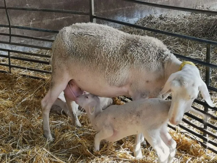 Cordero mamando de su madre en un entorno natural, representando el cuidado en la ganadería. Autor: Viaje a Edén.